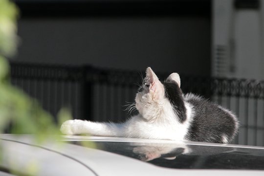 太田区のねこ