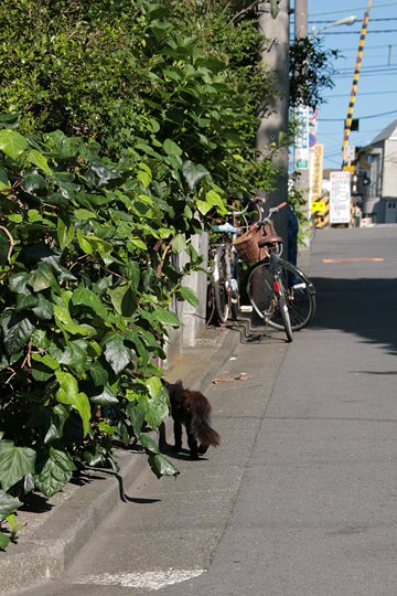 太田区のねこ