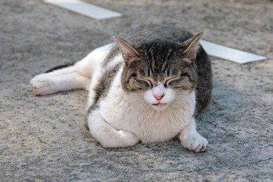 太田区のねこ