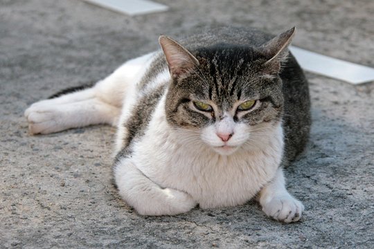 太田区のねこ