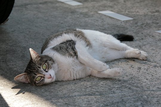 太田区のねこ
