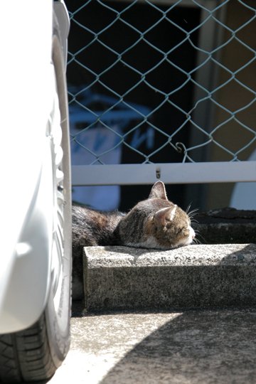 太田区のねこ