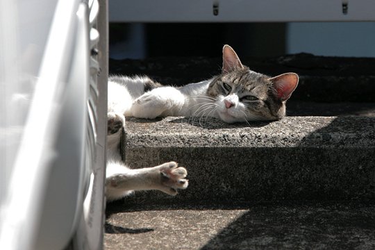 太田区のねこ