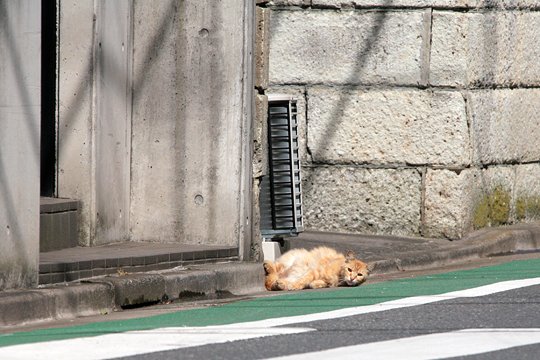 太田区のねこ