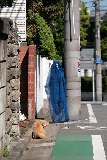 太田区のねこ