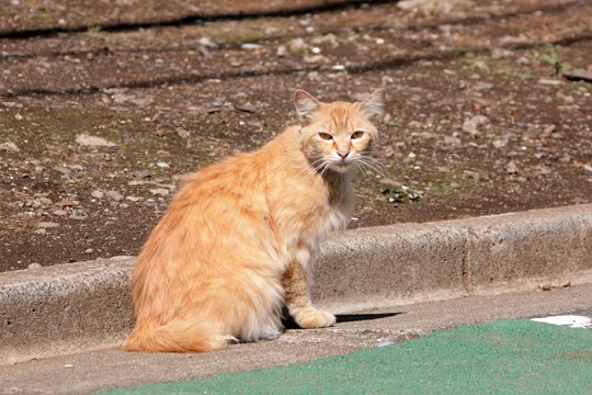 太田区のねこ