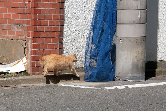 太田区のねこ