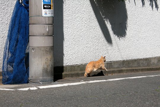 太田区のねこ