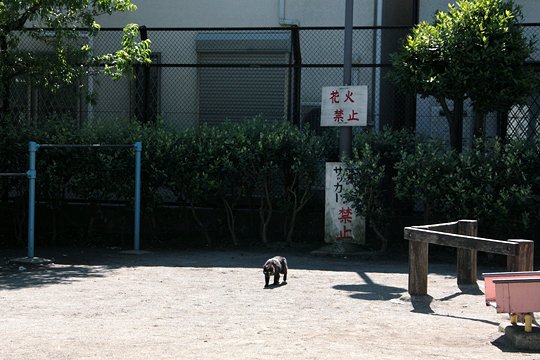 太田区のねこ
