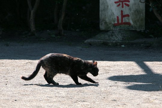 太田区のねこ