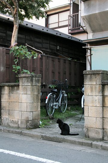 太田区のねこ