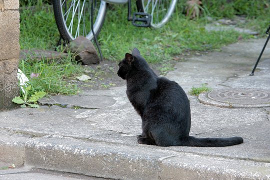 太田区のねこ