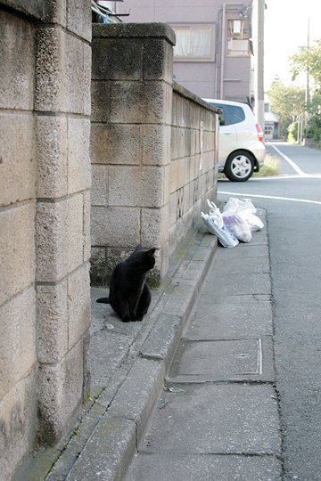 太田区のねこ