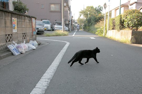 太田区のねこ