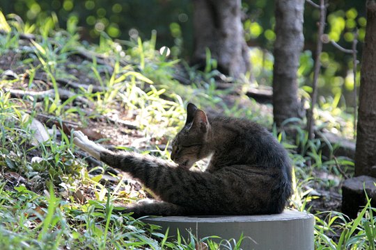 太田区のねこ