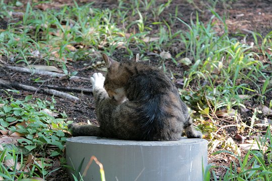 太田区のねこ
