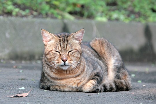 太田区のねこ