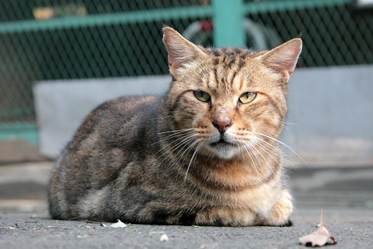 太田区のねこ