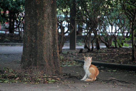 太田区のねこ