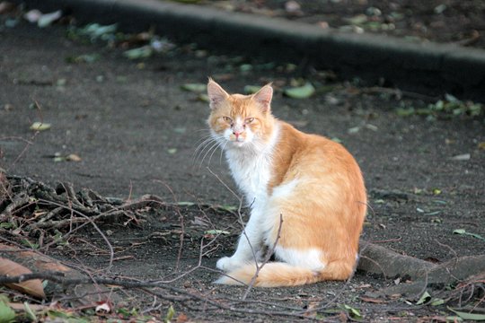 太田区のねこ