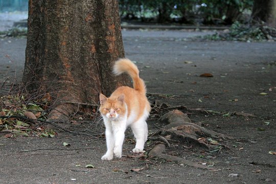太田区のねこ