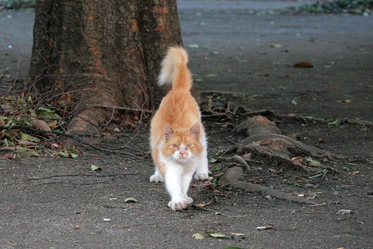 太田区のねこ