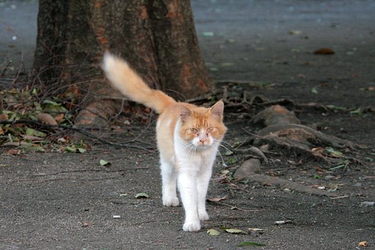太田区のねこ