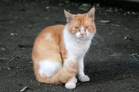 太田区のねこ