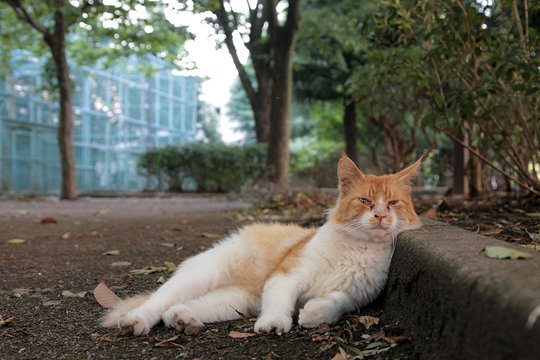 太田区のねこ