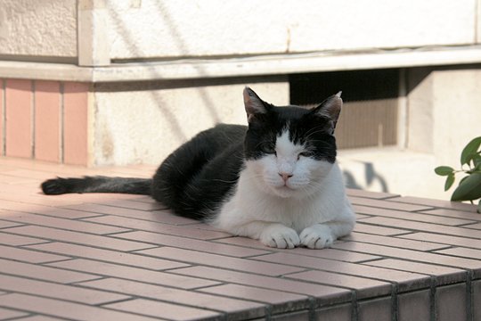 太田区のねこ