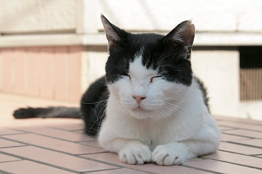 太田区のねこ