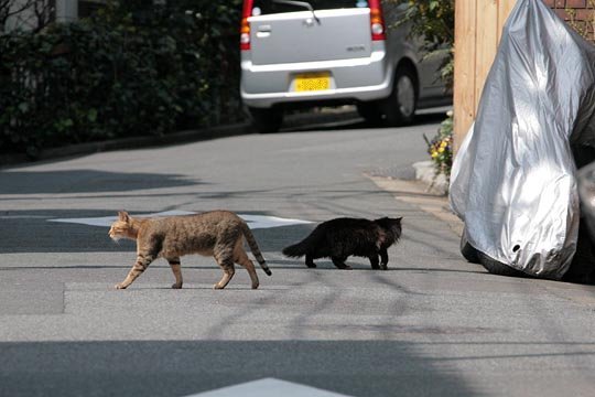 太田区のねこ