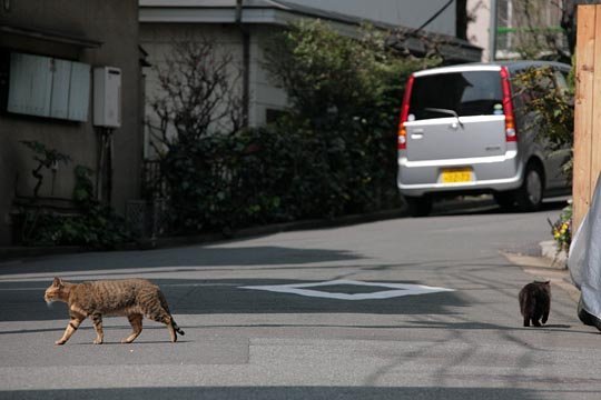 太田区のねこ