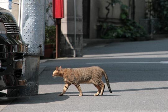 太田区のねこ