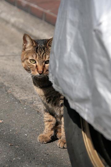 太田区のねこ