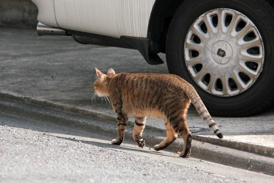 太田区のねこ