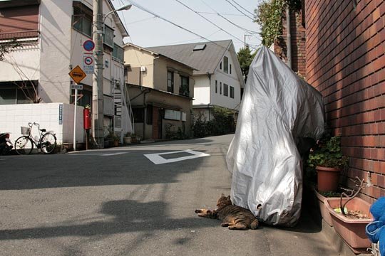 太田区のねこ