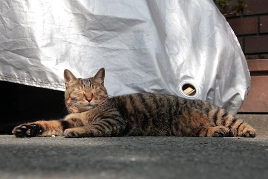 太田区のねこ