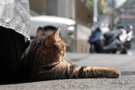 太田区のねこ