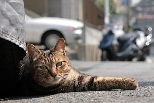 太田区のねこ