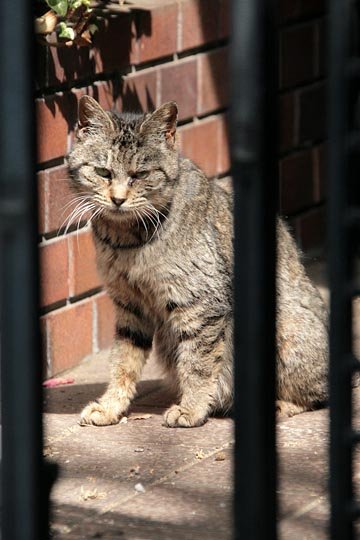 太田区のねこ