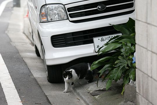 太田区のねこ