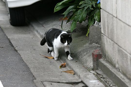 太田区のねこ