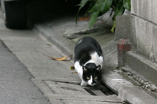 太田区のねこ