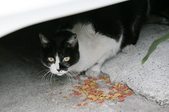 太田区のねこ