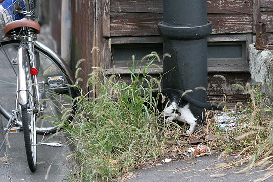 太田区のねこ