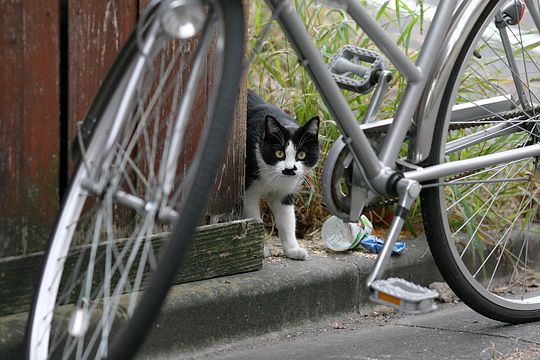 太田区のねこ