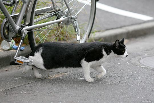 太田区のねこ