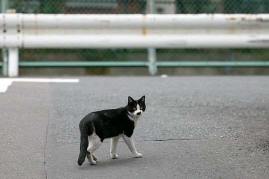 太田区のねこ