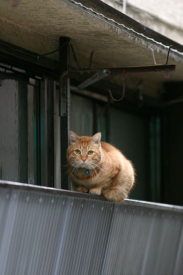 太田区のねこ